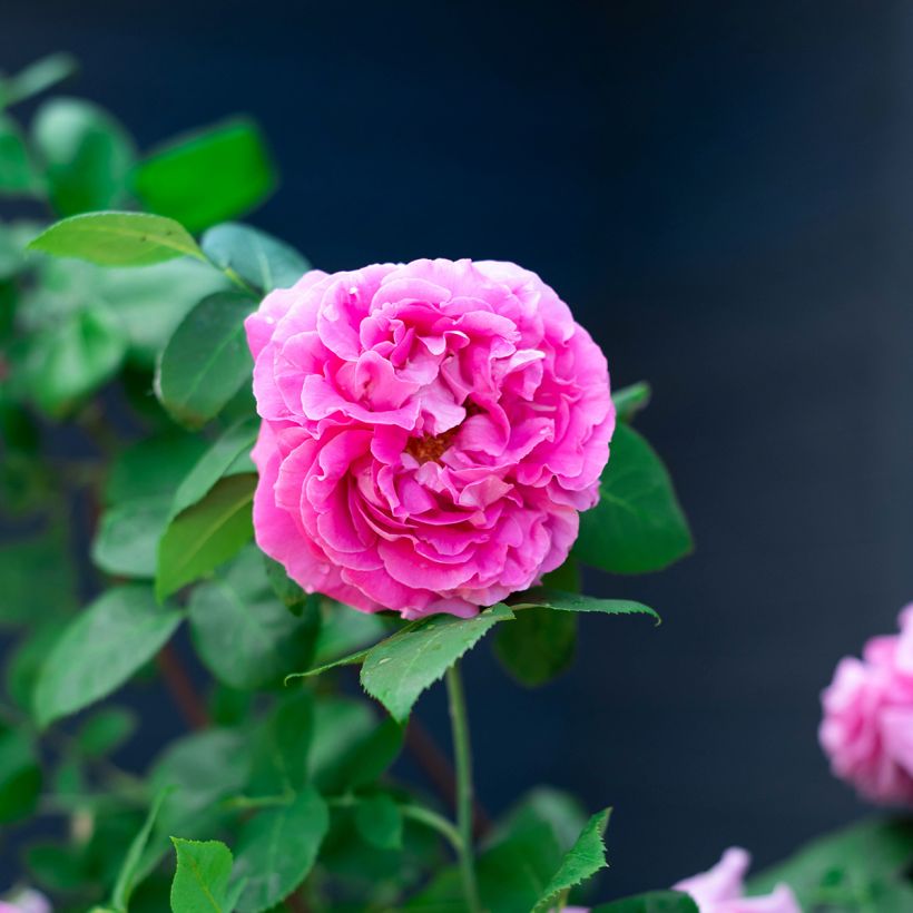 Rosier ancien Paul Neyron (Flowering)