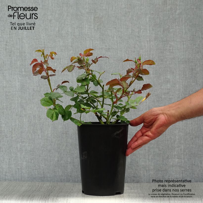 Spécimen de Rosier ancien Pénélope Pot de 4L/5L tel que livré en été
