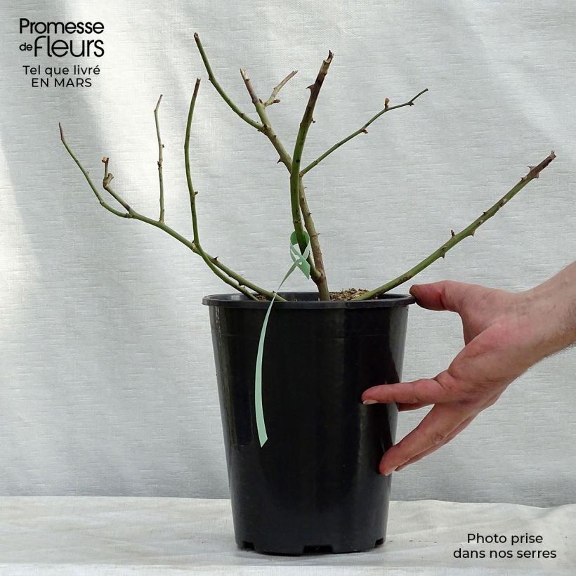 Example of Rosier ancien Pénélope Pot de 4L/5L as you get in printemps