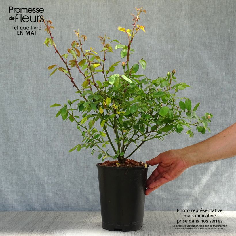 Spécimen de Rosier ancien Phyllis Bide Pot de 4L/5L tel que livré au printemps