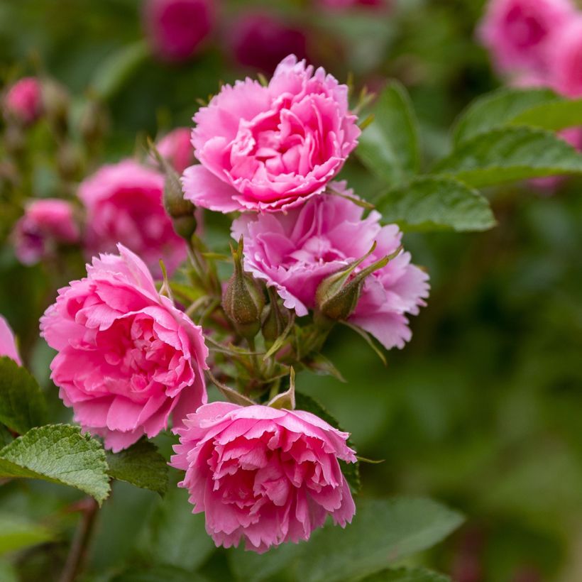 Rosier ancien Pink Grootendorst (Flowering)