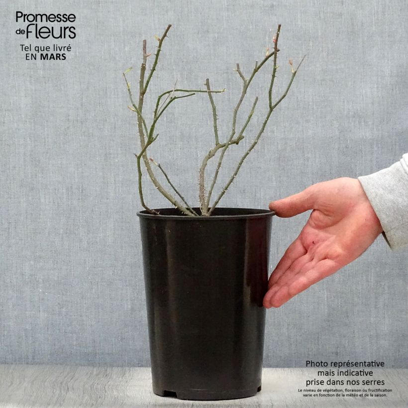 Example of Rosier ancien Raubritter Pot de 4L/5L as you get in printemps