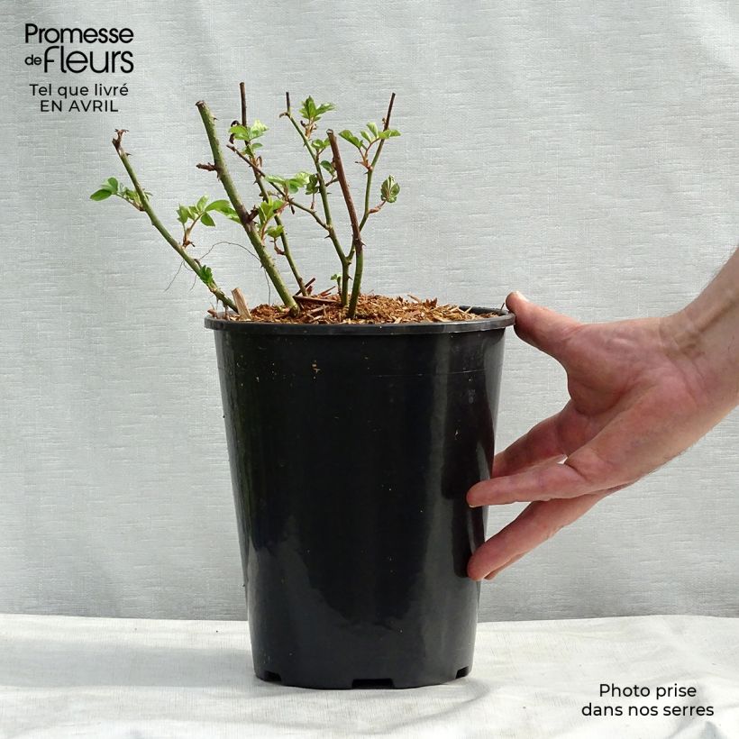 Example of Rosier ancien Red Ballerina Pot de 4L/5L as you get in printemps