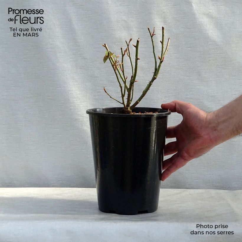 Example of Rosier ancien Reine des Violettes Pot de 4L/5L as you get in printemps