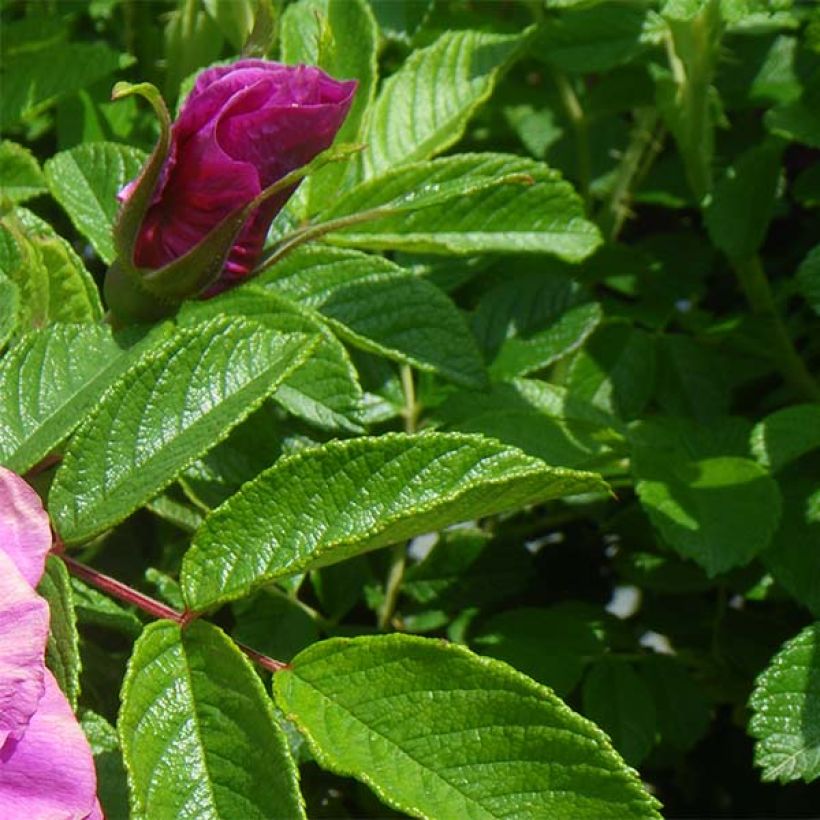 Rosier rugosa Roseraie de l'Haÿ (Foliage)