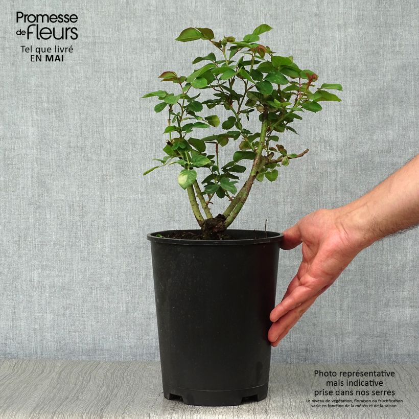 Example of Rosier ancien Souvenir du Dr Jamain Pot de 4L/5L as you get in printemps