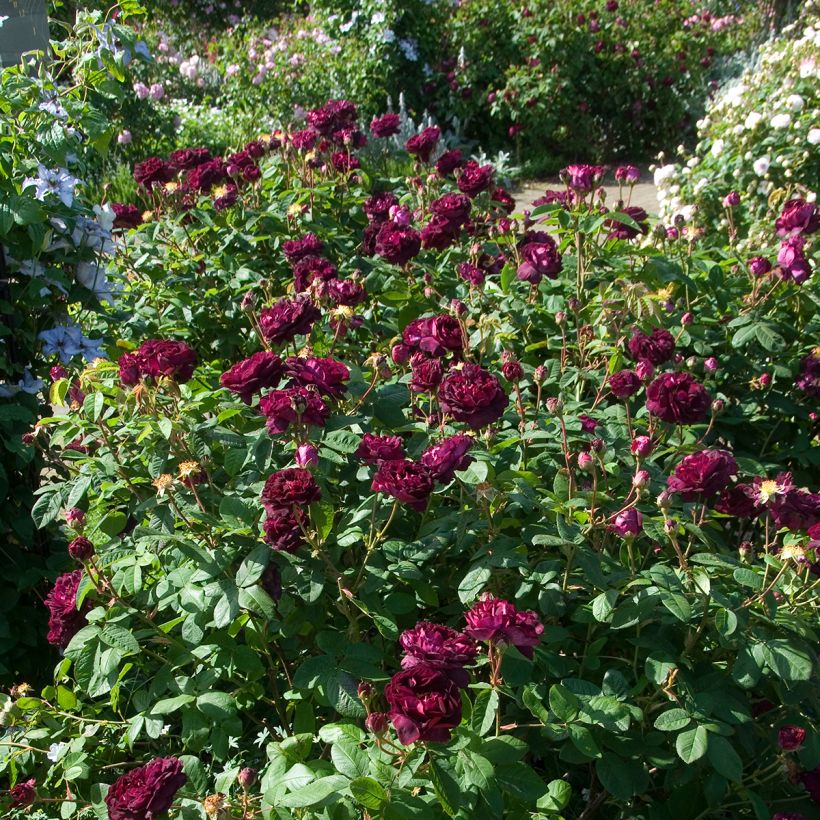 Rosier ancien Tuscany Superb (Port)