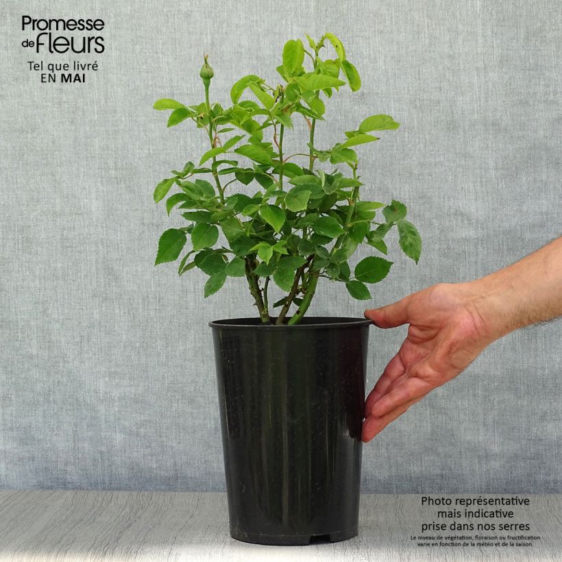 Example of Rosier ancien Ulrich Brunner fils Pot de 4L/5L as you get in printemps
