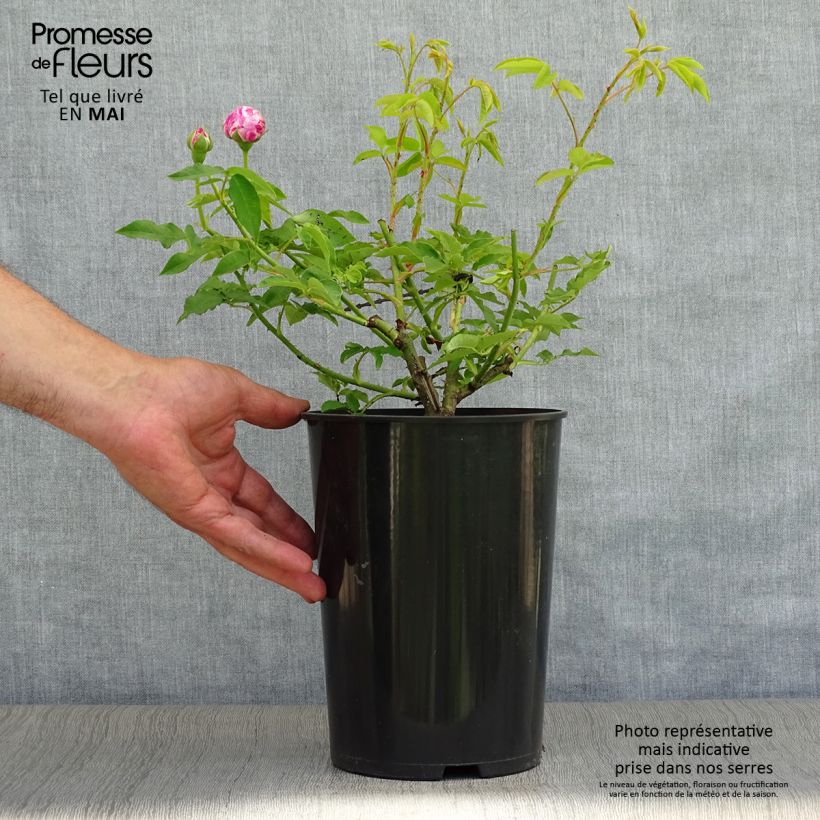 Example of Rosier ancien Variegata di Bologna Pot de 4L/5L as you get in printemps