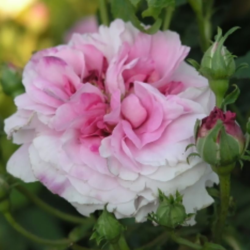 Rosier ancien de Damas Ispahan (Pompon des Princes) (Flowering)