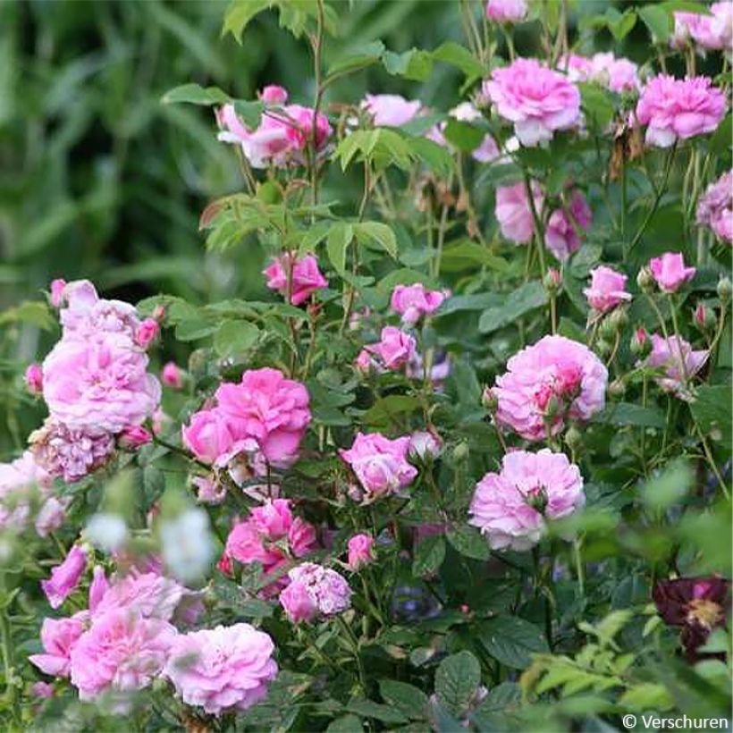 Rosier ancien de Damas Ispahan (Pompon des Princes) (Plant habit)