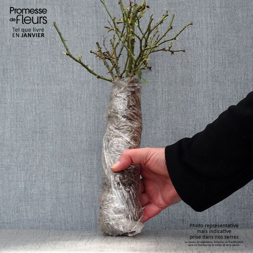 Example of Rosier ancien gallica Officinalis BIO Racines nues en motte as you get in hiver