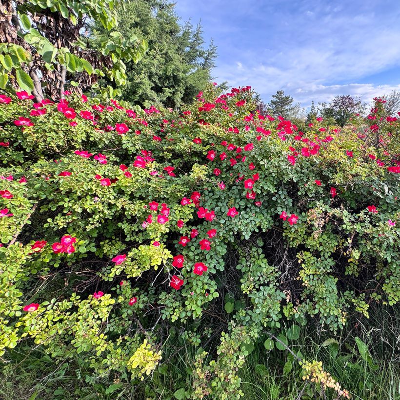 Rosier ancien gallica Officinalis (Port)