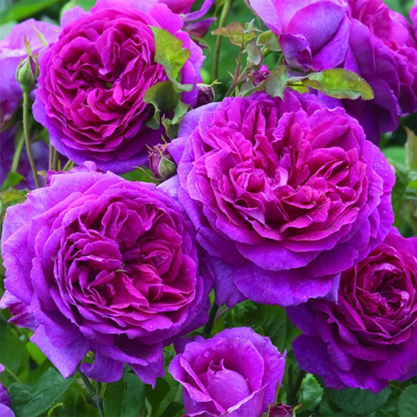 Rosier David Austin Young Lycidas (Floraison)