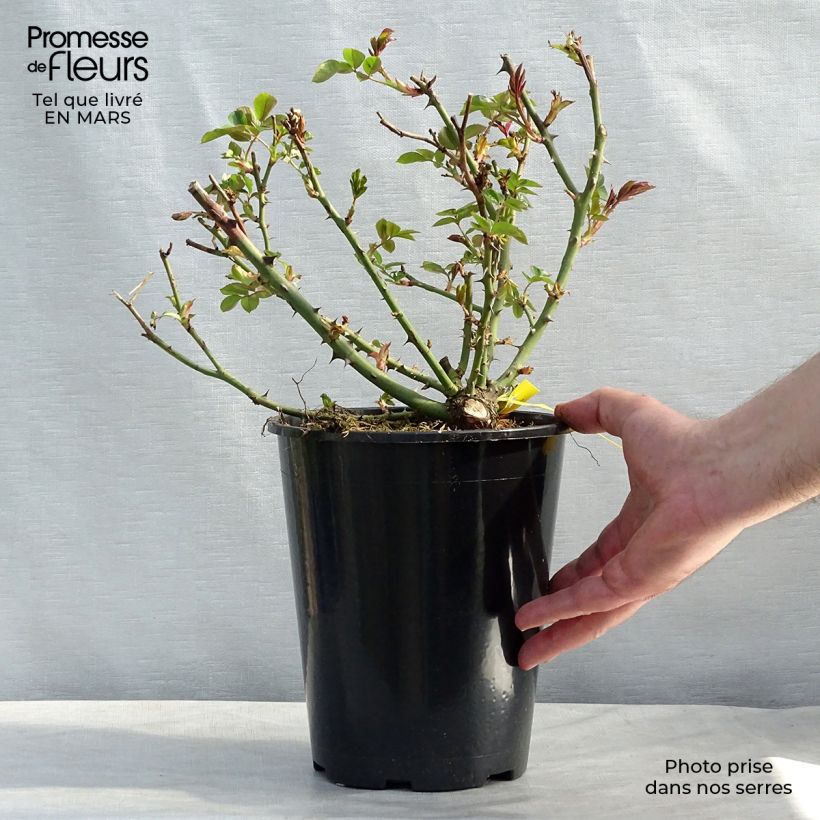 Example of Rosier anglais English Legend Covent Garden Pot de 4L/5L as you get in printemps