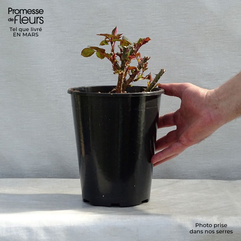 Spécimen de Rosier anglais English  Docteur Watson  Pot de 4L/5L tel que livré en hiver
