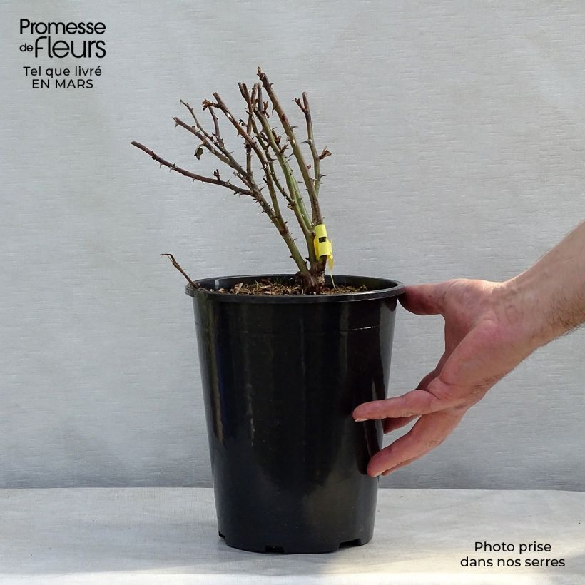 Spécimen de Rosier anglais English Legend King Arthur Pot de 4L/5L tel que livré en hiver