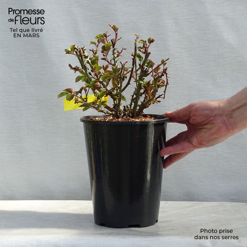 Spécimen de Rosier anglais English Legend Oxford Pot de 4L/5L tel que livré en hiver
