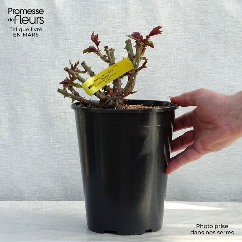 Example of Rosier anglais English Legend Rose de Cornouaille Pot de 4L/5L as you get in printemps