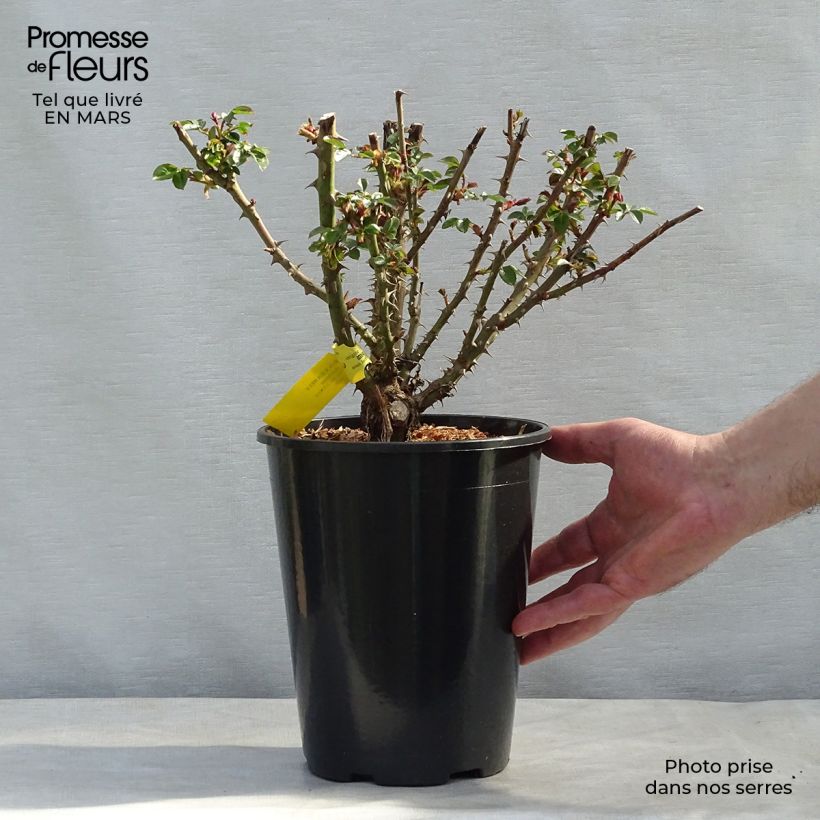 Example of Rosier anglais English Legend Sherlock Holmes Pot de 4L/5L as you get in printemps