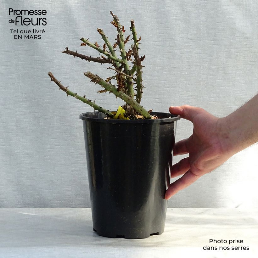 Spécimen de Rosier anglais English Legend Sherwood Pot de 4L/5L tel que livré au printemps