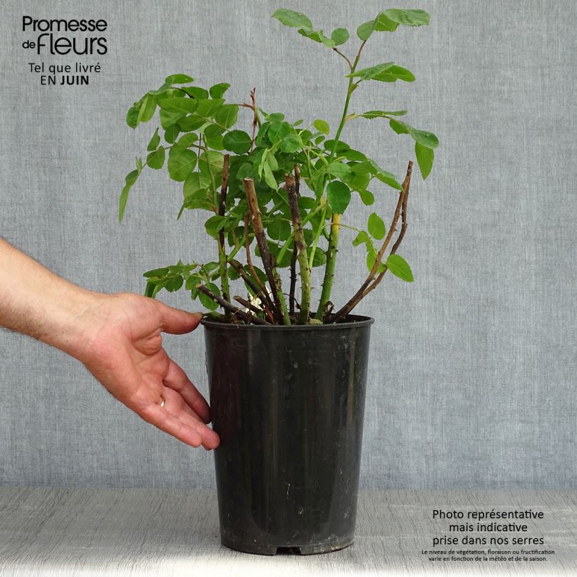 Example of Rosier anglais Eustacia Vye (syn. Sts Francis and Claire) Pot de 4L/5L as you get in printemps
