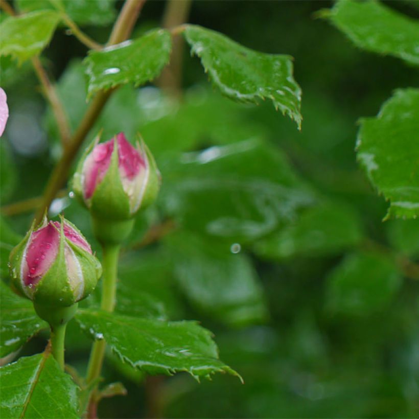 Rosier David Austin Jubilee Celebration  (Foliage)