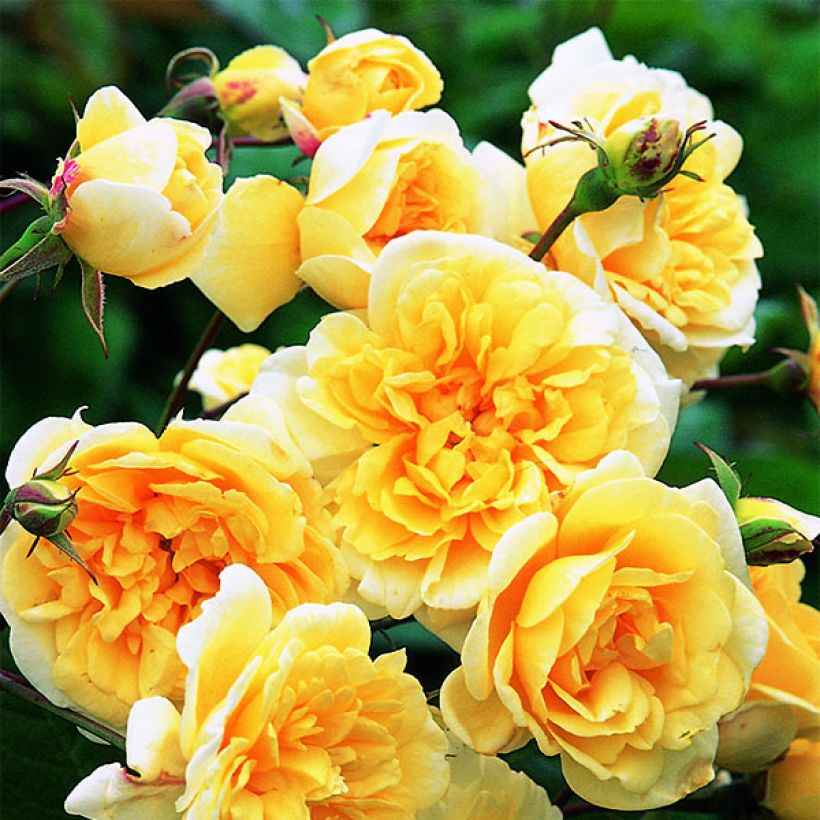 Rosier David Austin Malvern Hills  (Flowering)