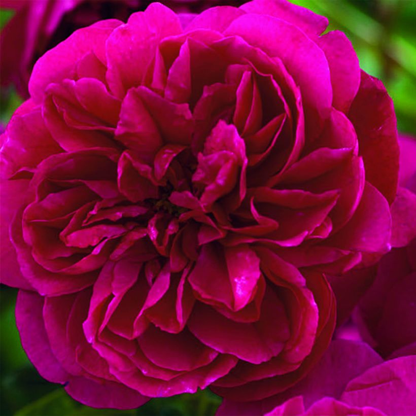 Rosier David Austin Thomas à Becket  (Floraison)