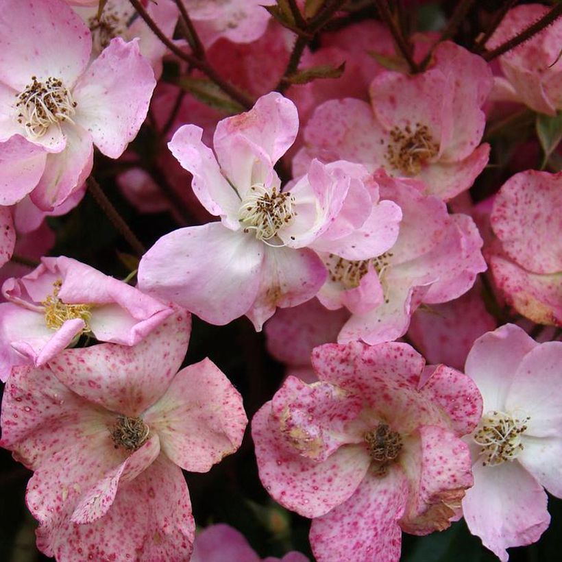Rosier arbustif Alden Biesen (Flowering)