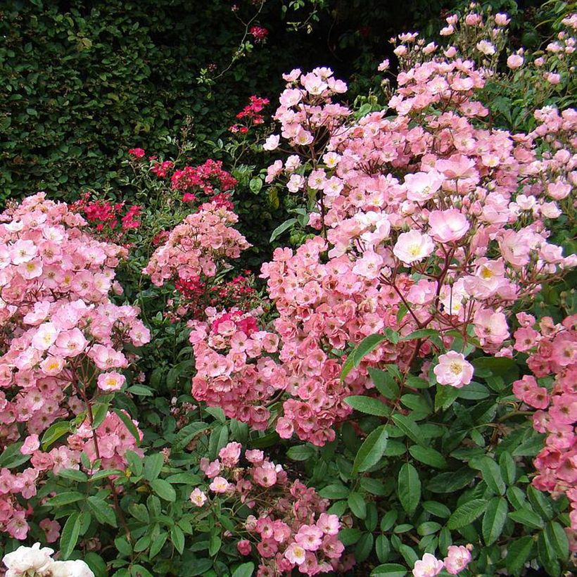 Rosier arbustif Alden Biesen (Plant habit)