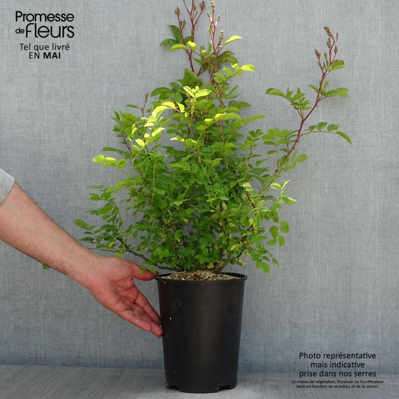 Example of Rosier arbustif Annelies Pot de 4L/5L as you get in printemps