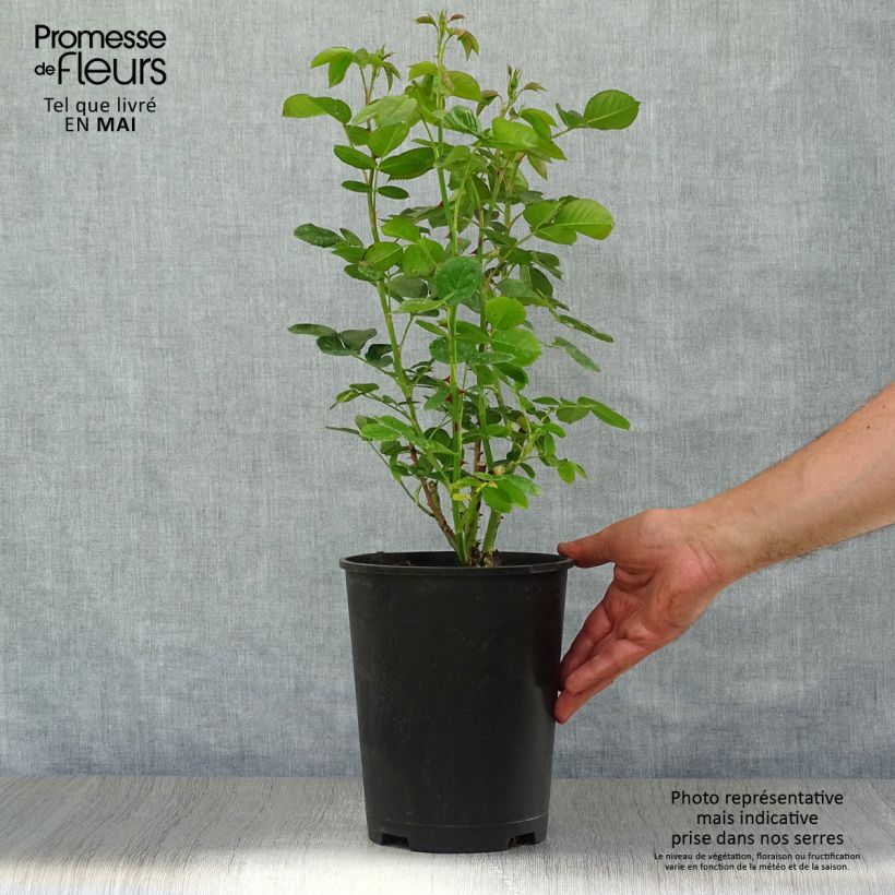 Example of Rosier arbustif Astrid Lindgren Pot de 4L/5L as you get in printemps