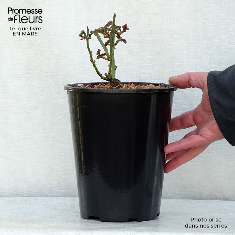 Example of Rosier arbustif Bonica Pot de 3L/4L as you get in printemps