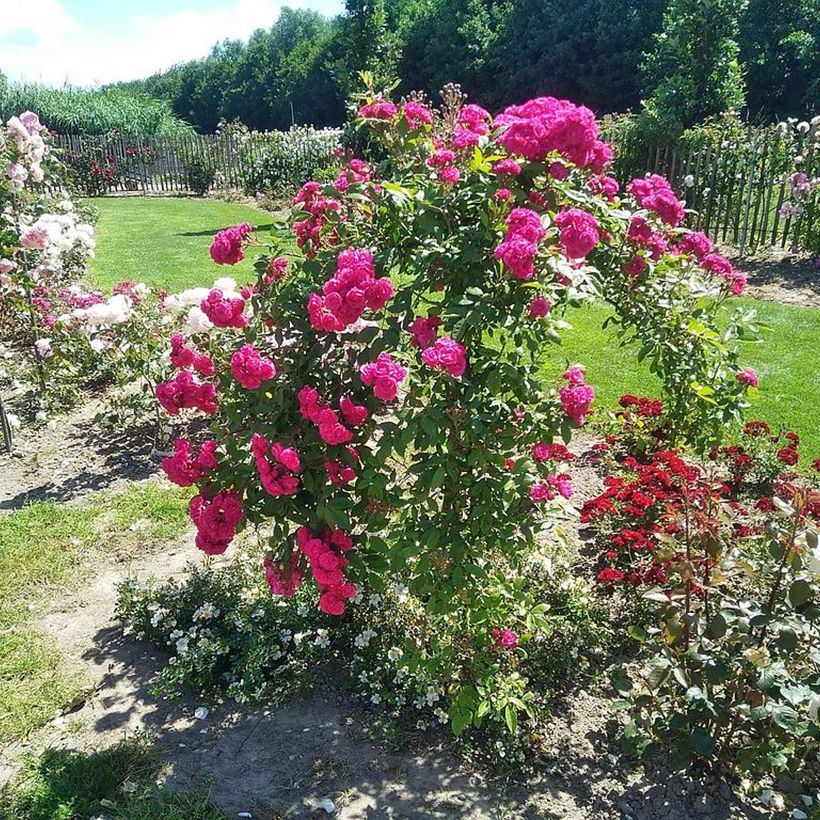 Rosier arbustif Dinky (Plant habit)