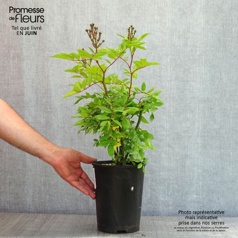 Example of Rosier arbustif Dinky Pot de 4L/5L as you get in printemps