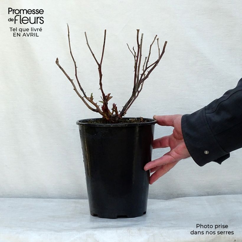 Example of Rosier arbustif Escimo Pot de 3L/4L as you get in printemps
