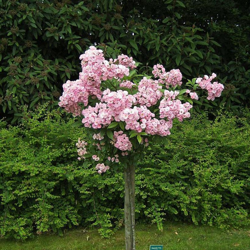 Rosier arbustif Heavenly Pink (Plant habit)
