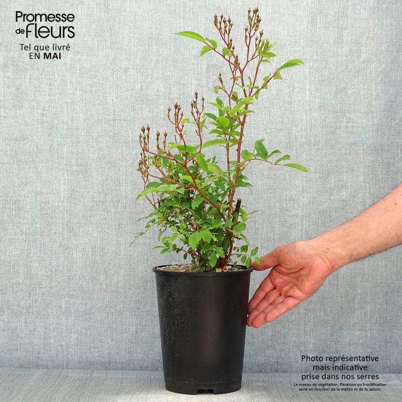 Example of Rosier arbustif Heavenly Pink Pot de 4L/5L as you get in printemps