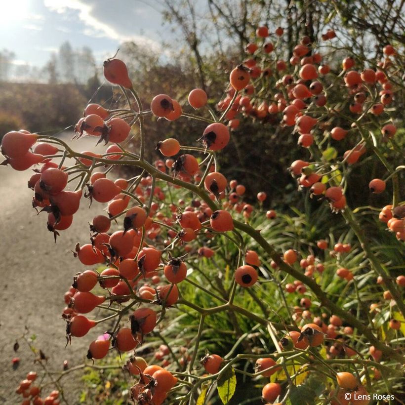 Rosier arbustif Kathleen (Harvest)