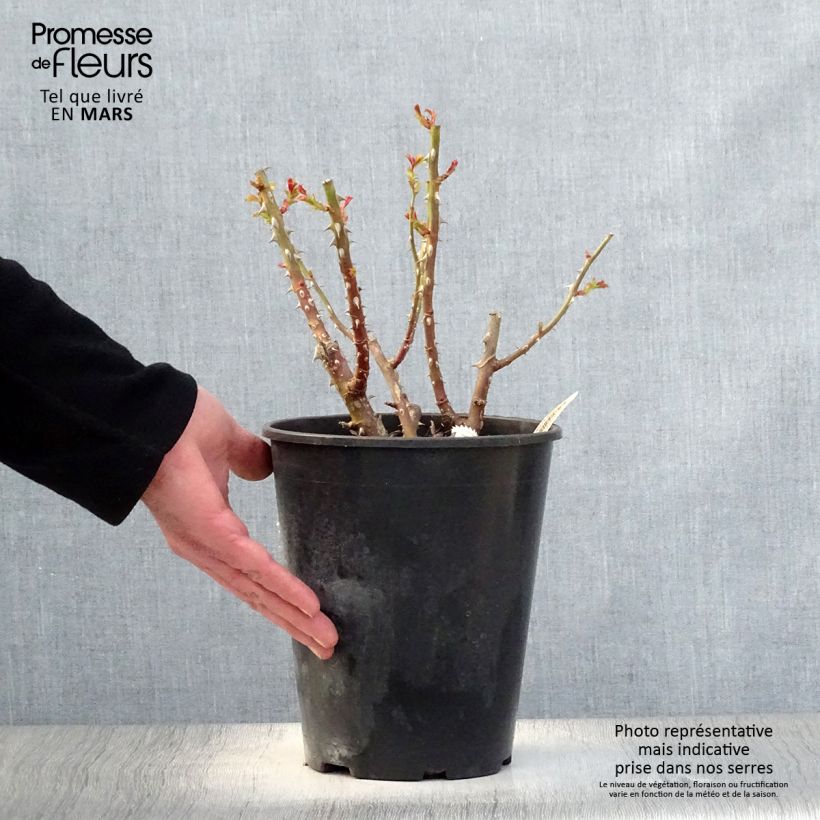 Example of Rosier arbustif La Reine de la Nuit Pot de 3L/4L as you get in printemps