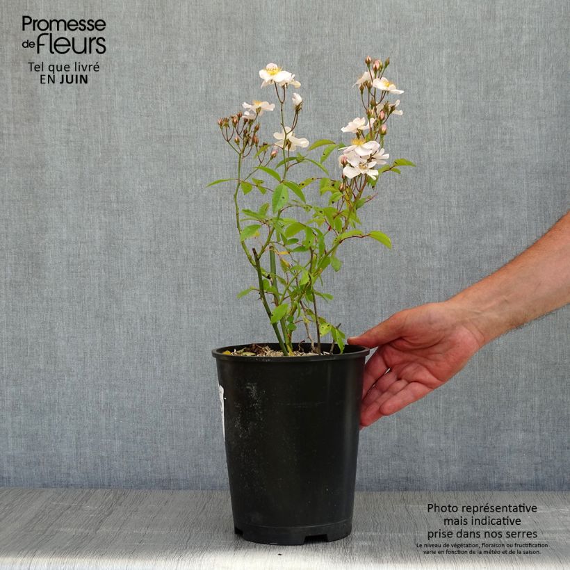 Example of Rosier arbustif Matchball Pot de 4L/5L as you get in printemps