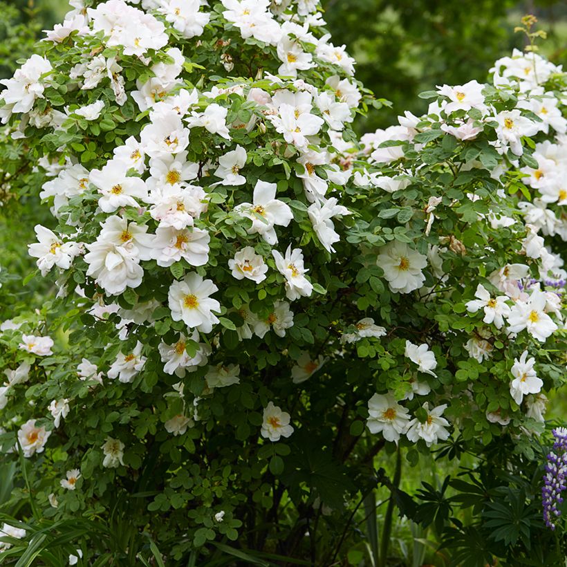 Rosier arbustif Nevada (Plant habit)