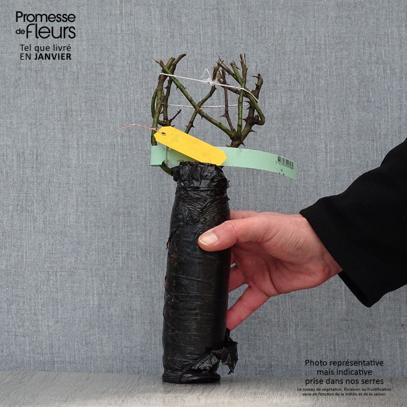 Example of Rosier arbustif Nevada Racines nues en motte as you get in hiver