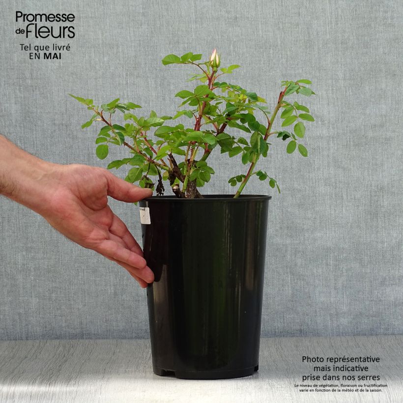 Example of Rosier arbustif Nevada Pot de 4L/5L as you get in printemps