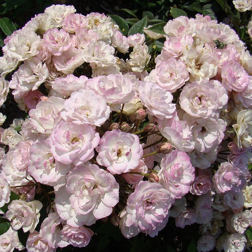 Rosier arbustif Petite de Terre Franche (Floraison)