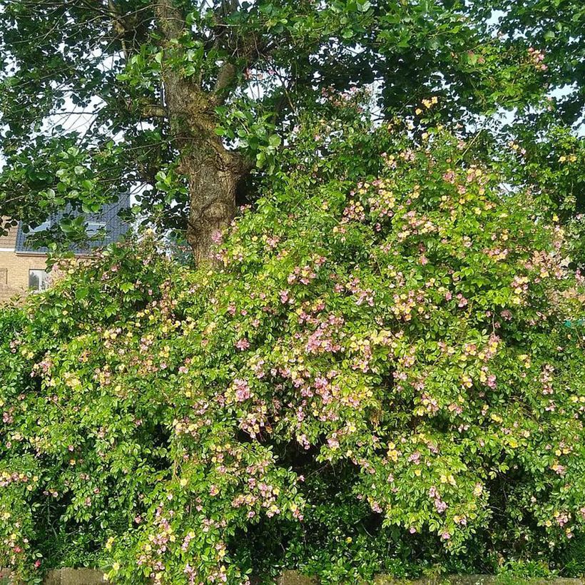 Rosier arbustif Plaisanterie (Plant habit)