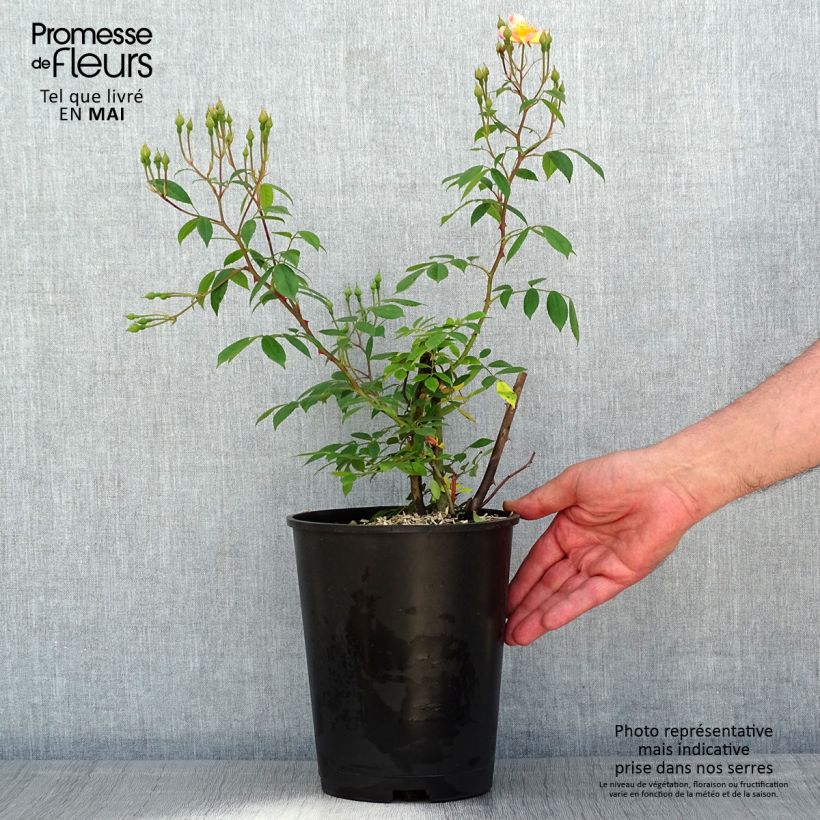 Example of Rosier arbustif Plaisanterie Pot de 4L/5L as you get in printemps