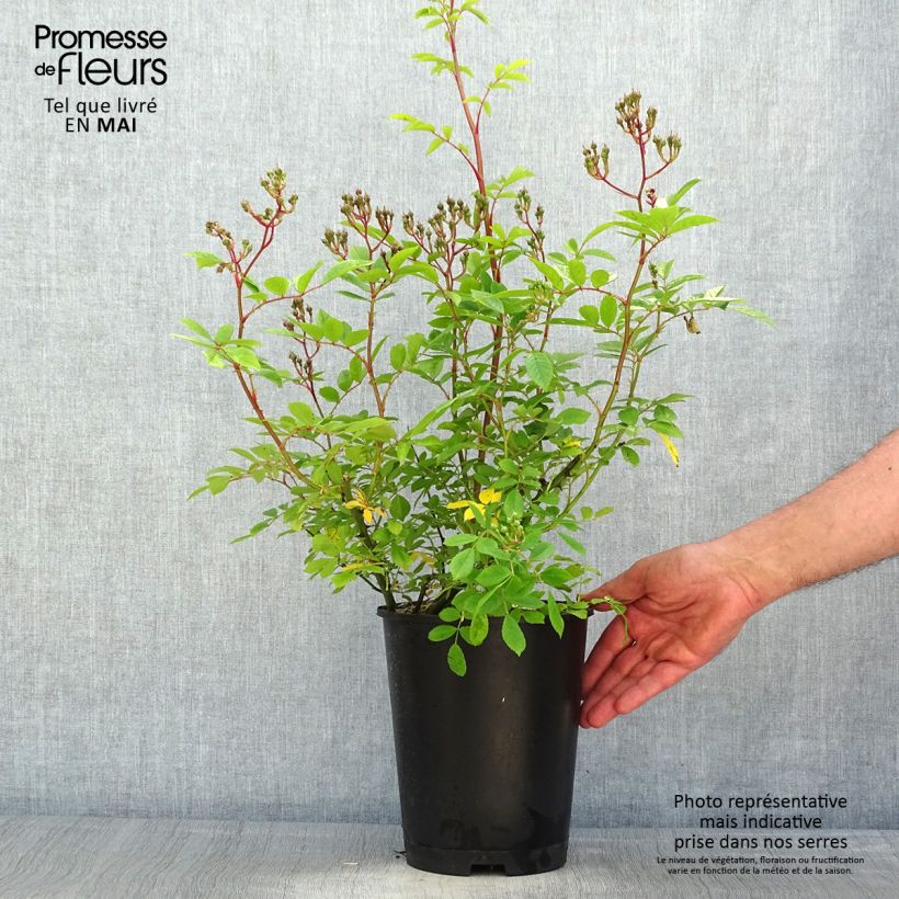 Example of Rosier arbustif Puccini Pot de 4L/5L as you get in printemps