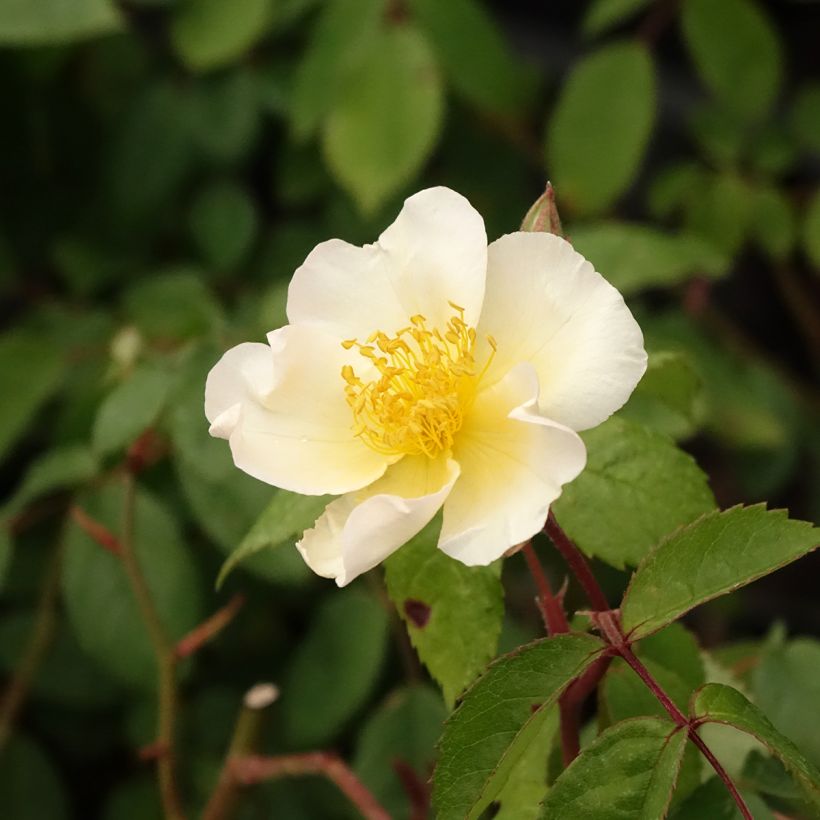 Rosier arbustif Rosalita (Floraison)